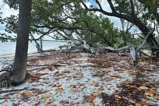 Beach and Shelling Excursion - Public - Final Thoughts