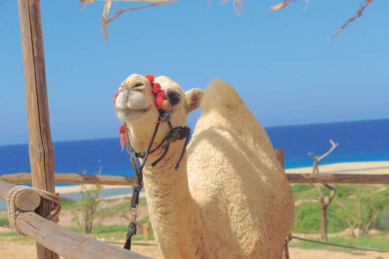 Beach ATV & Camel Ride COMBO in Cabo by Cactus Tours Park - FAQ