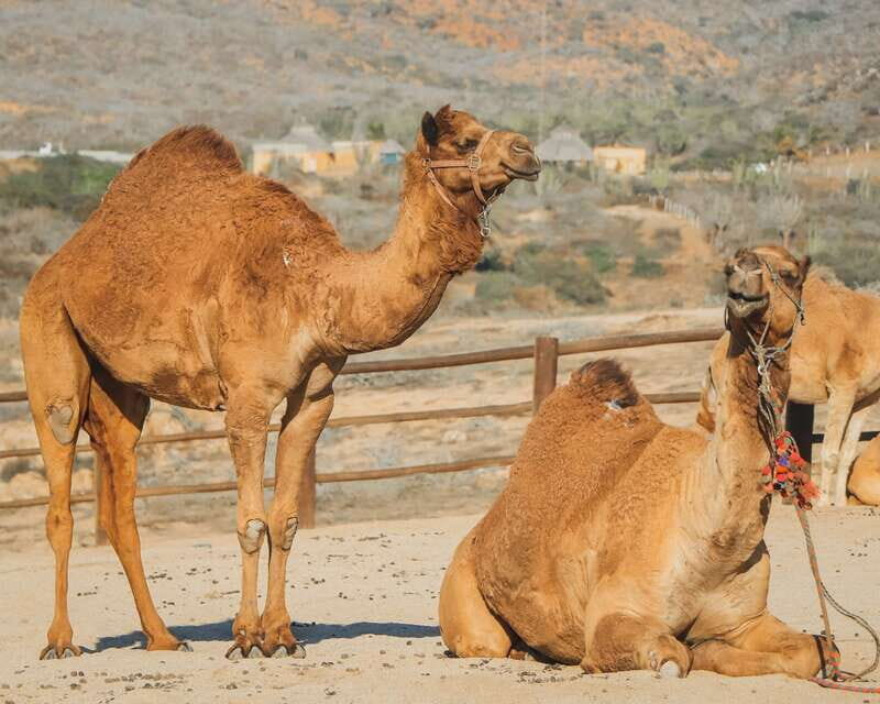 Beach Camel Ride & Encounter in Cabo by Cactus tours park - What Makes This Tour Stand Out?
