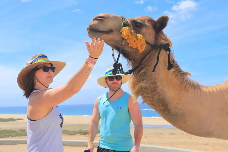 Beach Camel Ride & Encounter in Cabo by Cactus tours park - FAQs