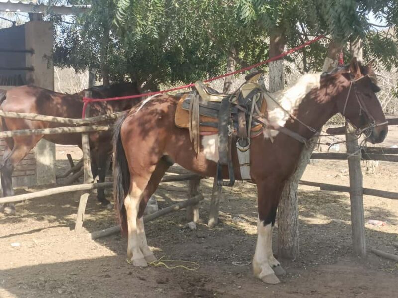 Beach Club All Inclusive: Horse Ride Water Sports Food Drink - FAQs