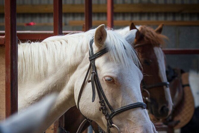 Beach & countryside horse riding outside Westport. Guided. 1 hour - The Experience: What Travelers Say