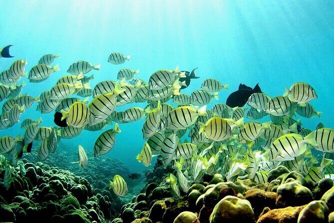 Beach Snorkel - Sea Turtle and Black Sand Lagoon - Transportation and Logistics