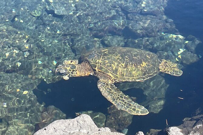 Beach Snorkel - Sea Turtle and Black Sand Lagoon - Final Thoughts