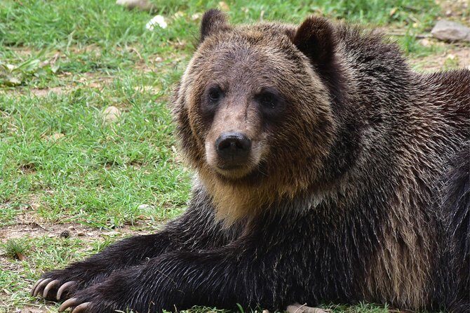 Bear Sanctuary and Dracula's Castle, 1-day Private Tour - What to Expect from the Tour