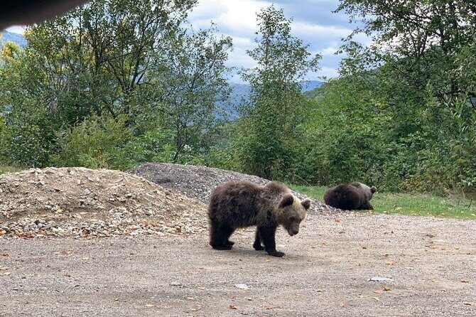 Bear Sanctuary & Rasnov Fortress - Private day tour from Bucharest - Final Thoughts