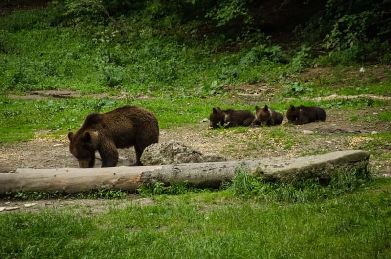 Bear watching experience in the wild - Exploring the Bear Watching Experience in Transylvania