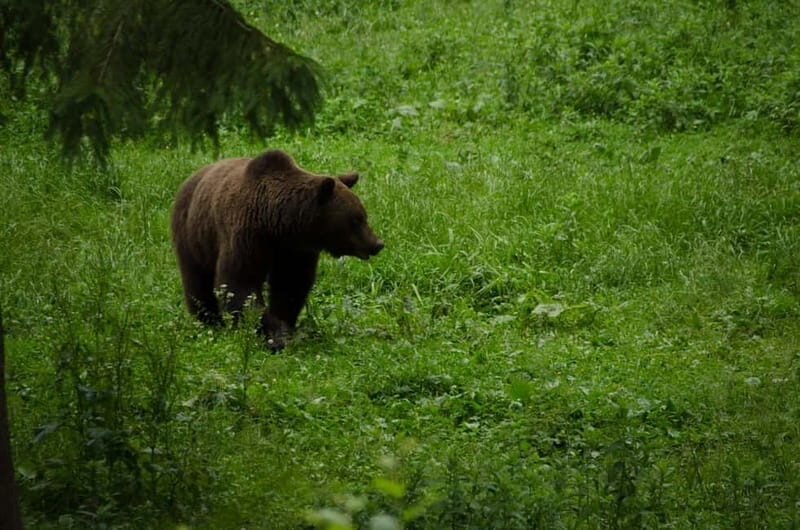 Bear watching experience in the wild - Who Will Love This Experience?