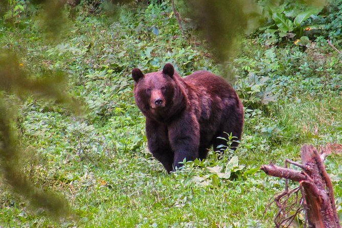 Bear watching experience near Brasov - The Itinerary in Detail
