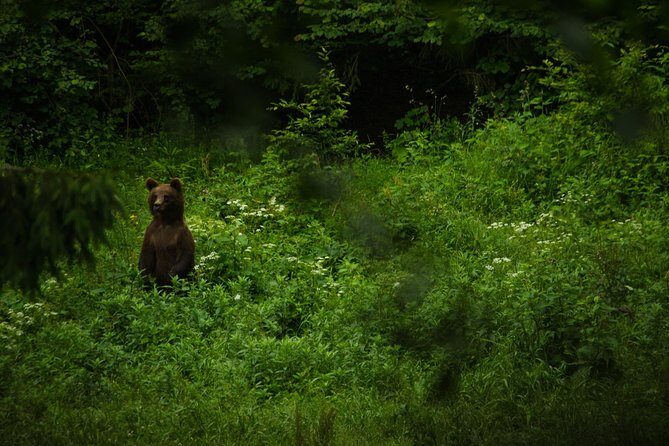 Bear watching experience near Brasov - FAQ