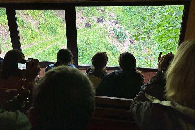 Bear Watching In Brasov: Observe Wild Bears From A Hideout (100%) - Key Points