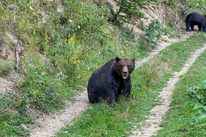Bear Watching In Brasov: Observe Wild Bears From A Hideout (100%) - What’s Included and How It Works