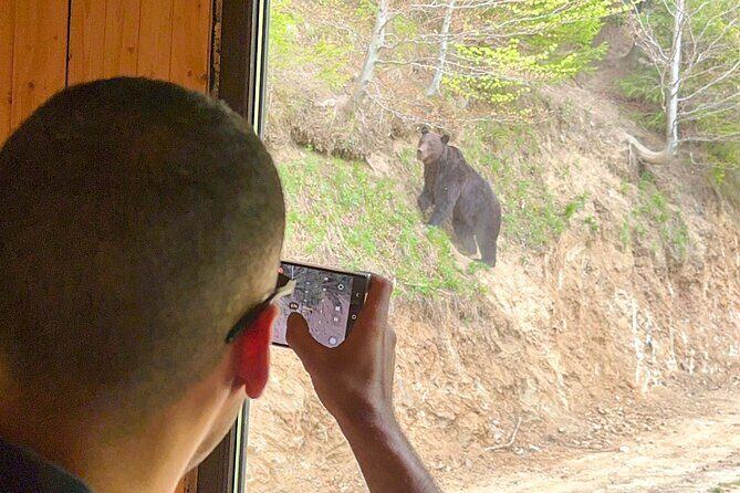 Bear Watching In Brasov: Observe Wild Bears From A Hideout (100%) - The Sum Up