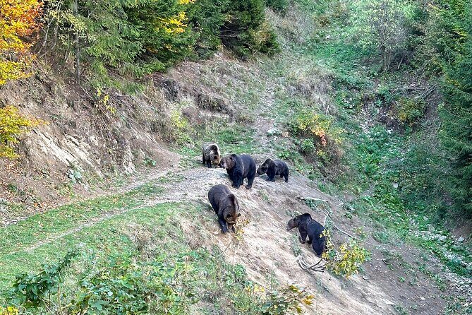 Bear Watching In Brasov: Observe Wild Bears From A Hideout (100%) - FAQ