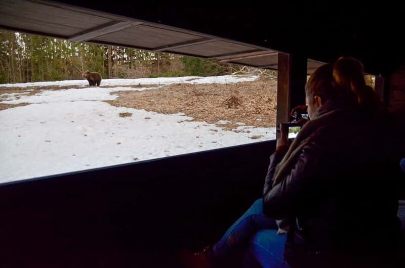 Bear watching in the Land of Volcanoes - Key Points