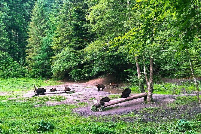 Bear Watching in The Wild from Brasov - The Guides and Their Role