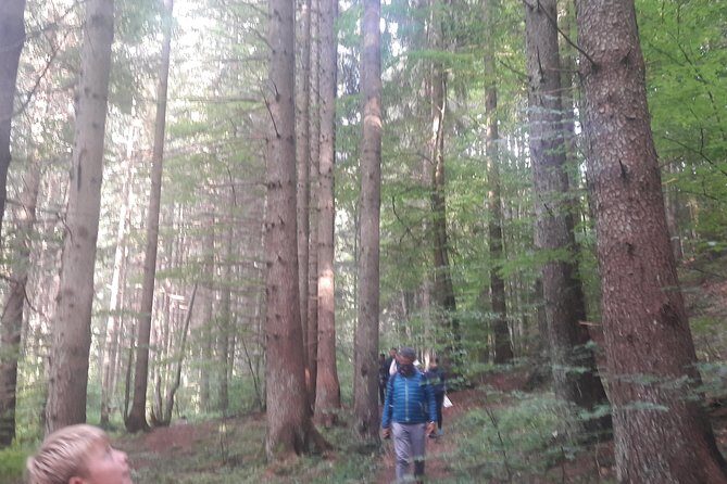 Bear Watching in The Wild from Brasov - Is It Right for You?