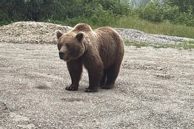 Bears and Dracula Private Full-Day Tour from Bucharest - Exploring Romania’s Mystique with the Bears and Dracula Private Tour