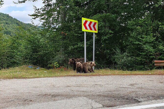 Bears and Dracula Private Full-Day Tour from Bucharest - Practical Tips for Your Day