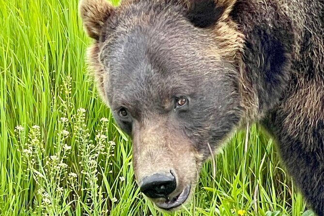 Bears & Beers Tasting Tour out of Anchorage - What This Tour Offers: A Detailed Look