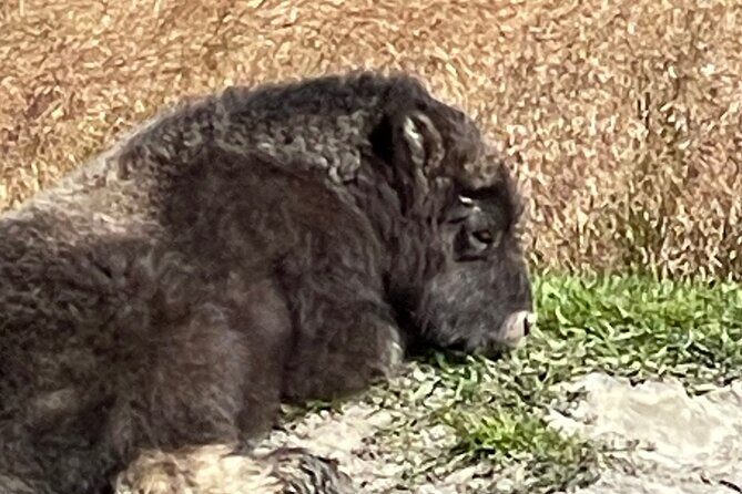 Bears & Beers Tasting Tour out of Anchorage - Alaska Wildlife Conservation Center