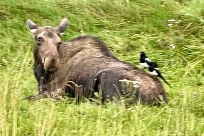 Bears & Beers Tasting Tour out of Anchorage - Scenic Drive Around Portage Glacier