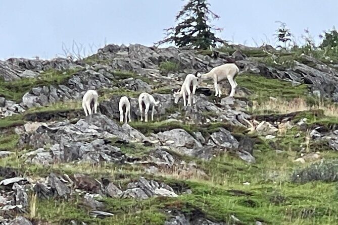 Bears & Beers Tasting Tour out of Anchorage - Practical Considerations