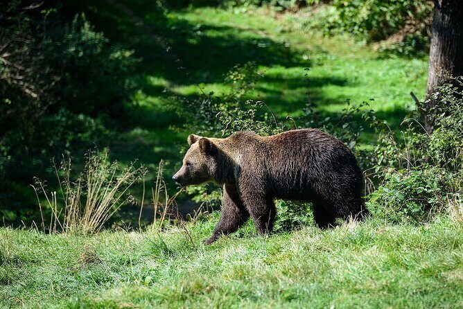 Bears Libearty Sanctuary and Dracula Bran Castle Day Trip - An In-Depth Look at the Experience