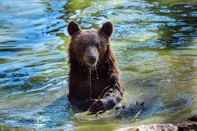 Bears Libearty Sanctuary and Dracula Bran Castle Day Trip - Real Traveler Perspectives