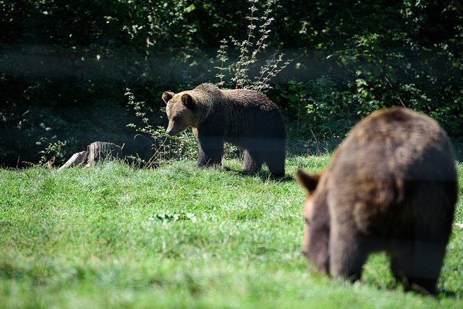 Bears Libearty Sanctuary and Dracula Bran Castle Day Trip - FAQ