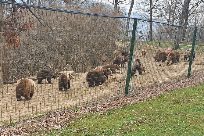 Bears Sanctuary, Dracula Castle and Brasov City - Full Day Trip from Bucharest - The Practicalities