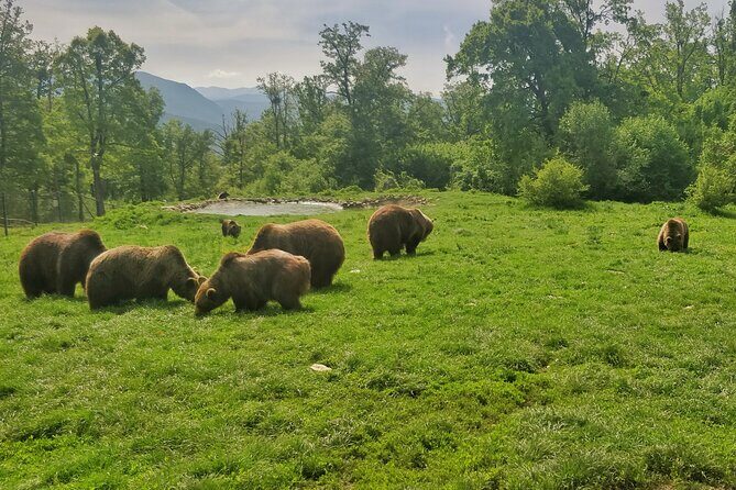 Bears Sanctuary, Dracula Castle and Poiana Brasov-Private day tour from Brasov - FAQs About This Tour