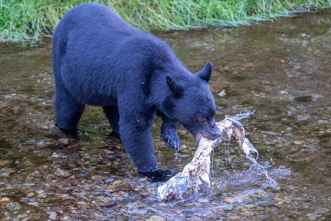 Bears, Totem Poles and Local Beer Alaskan Combo Tour - What to Expect from the Itinerary