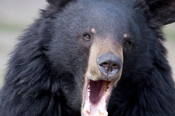 Bears, Totem Poles and Local Beer Alaskan Combo Tour - FAQ