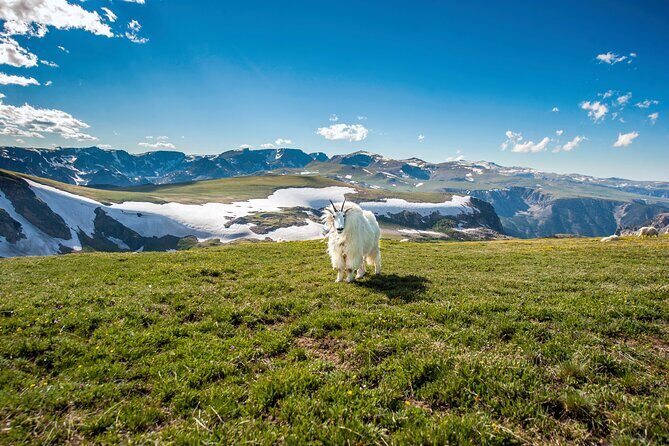 Beartooth Highway Private Half Day Tour - Why You Might Love This Tour