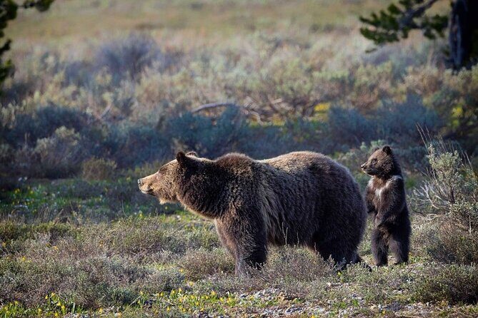 Beartooth Highway Private Half Day Tour - The Wildlife and Scenic Experience