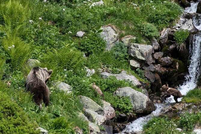 Bearwatching Hiking Day Tour in High Tatras from Poprad - An Honest Look at the Bearwatching Tour