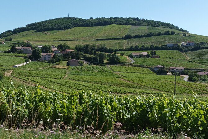 Beaujolais 100% wine tour Small-Group Tour with Tasting from Lyon - Who Will Love This Tour?