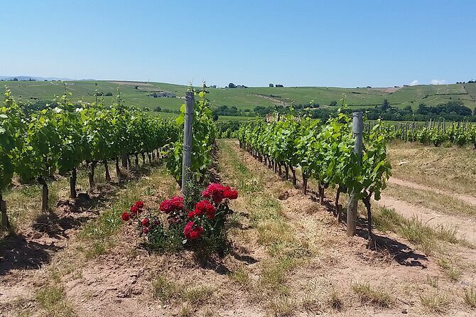 Beaujolais Region Wine Tasting Private Day Tour from Lyon - What to Expect from This Beaujolais Wine Tour