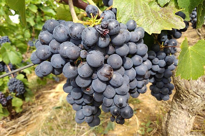 Beaujolais wine route, private tour from Lyon - Key Points