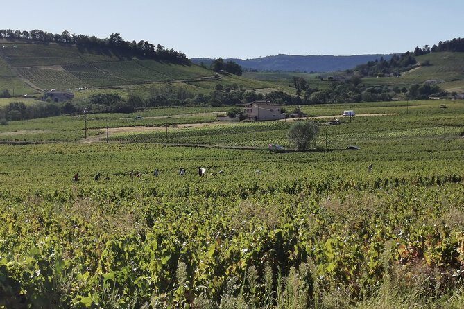 Beaujolais wine tour from Lyon half day - Key Points