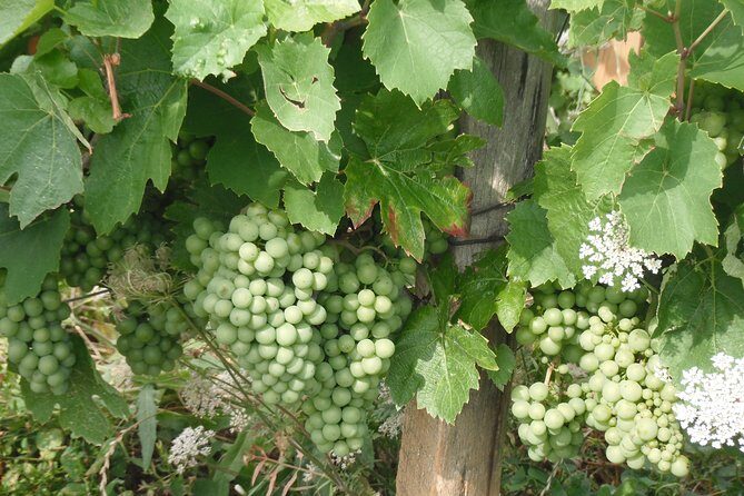 Beaune & Burgundy Vineyards Private Day Trip from Lyon - What’s Included and What’s Not