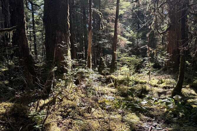 Beautiful Hike on Tongass National Forest's Lunch Creek Trail - A Walk Through Tongass National Forest’s Lunch Creek Trail