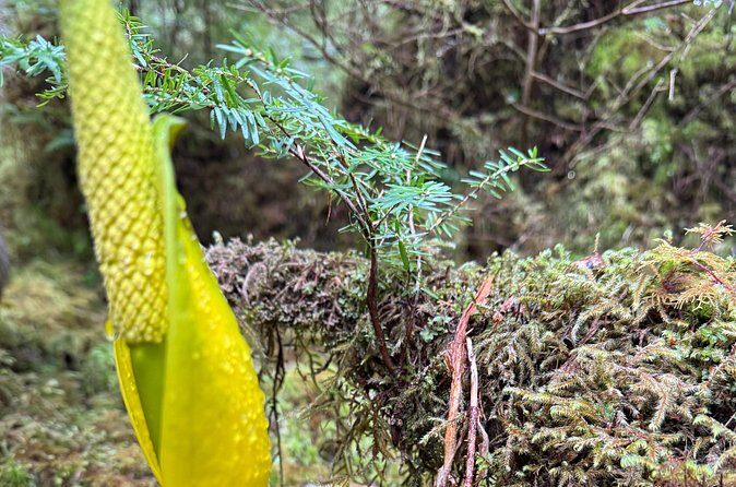 Beautiful Nature Walk On Ketchikan's Ward Creek Trail - Final Thoughts: Who’s This Walk Best For?
