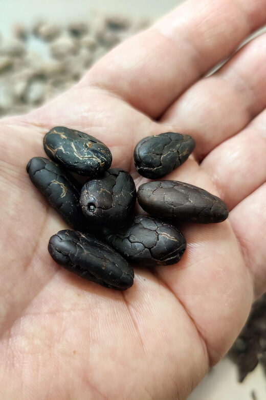 Become a chocolatier for a day! - The value of this experience