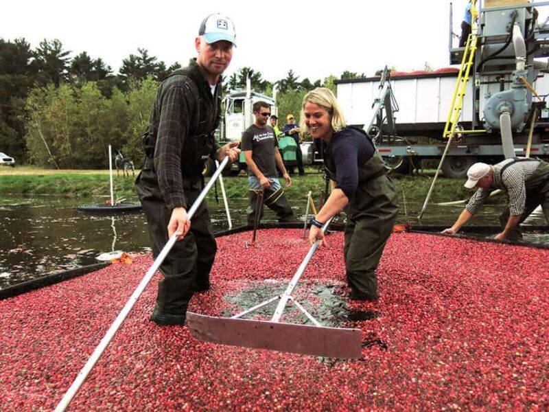 Become A Cranberry Bogger for a Day Experience - What to Expect from the Cranberry Bogger Day