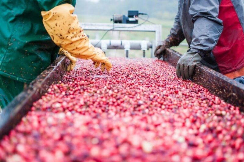 Become A Cranberry Bogger for a Day Experience - Pricing & Value