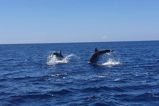 Become a dolphin protector! Lisbon Eco-dolphin watching - Key Points