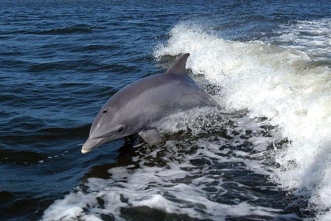 Become a dolphin protector! Lisbon Eco-dolphin watching - Who is this tour best suited for?