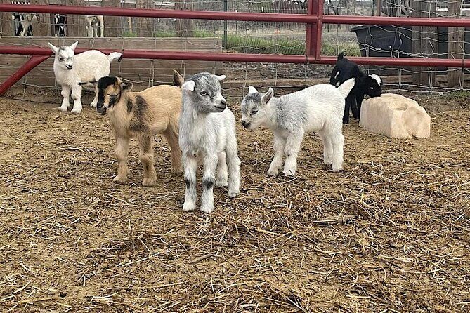 Become a Ranch Hand for a Day in Fredericksburg - Key Points